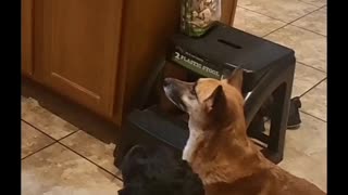 These pups aren't thankful for scraps, they want a seat at the table! 🦃🐶