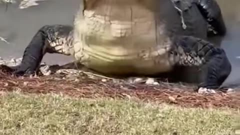 Crocodile vs Turtle| Can Turtle Shell hard enough