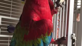 Macaw Has Some Groovy Moves
