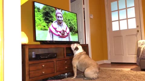 Bulldogs has incredible reaction to killer clown on TV