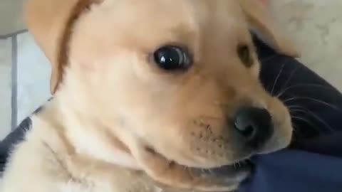 Watch This Cute Dog's Reaction When THIS Happens
