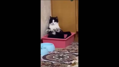 Just funny cat what the hell