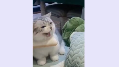 The cute cat are very angry must watch very funny video.