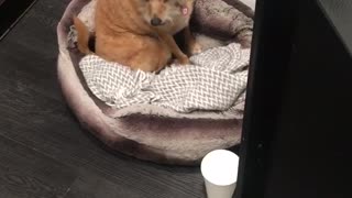 Tan dog sits in brown bed and yawns as owner talks to him