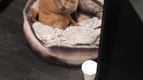 Tan dog sits in brown bed and yawns as owner talks to him