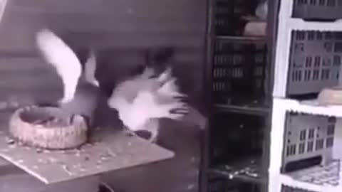 Piegon vs Rooster