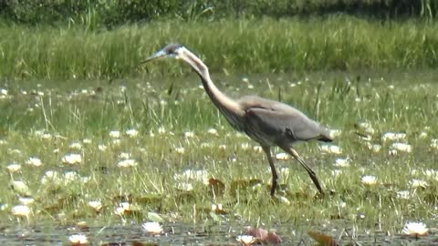 Great Blue Heron