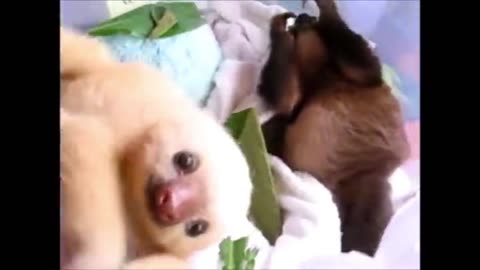 Baby Sloths Being sloths - FUNNIEST Compilation..!!