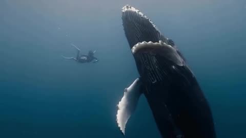 Swimming with humpback whales off the coast of Mauritius