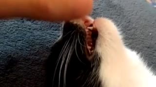 This cat really likes to get a face massage!