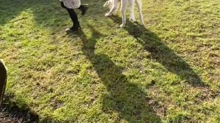 Girl teaching her new puppy some tricks