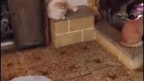 Cats-meeting---Funny-Cats-videos / Funny-Animals