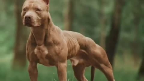 5 Types of pitbull dog breed