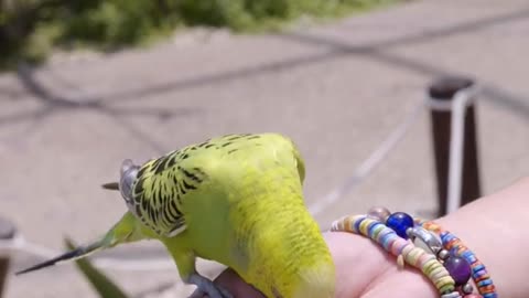 Cute Parrot, Parrot Eating, 4k Relax Time