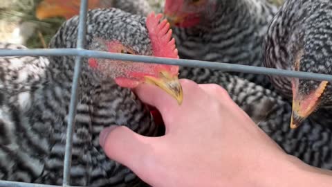 Chicken Snoozing in Hand