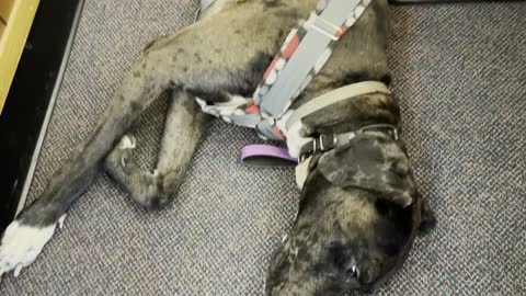Service Dog: With My Girl at Her Externship and Small but Funny Story Time!
