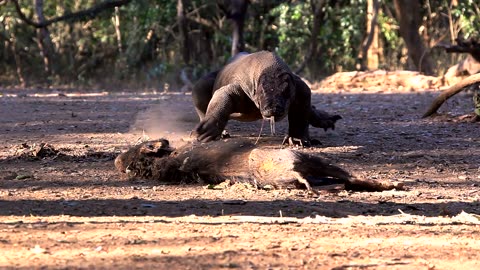 Komodo Dragon The Mighty Wild Reptile