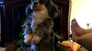 Cute dog standing up and begging and almost falls over.