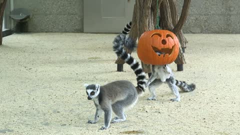 Zoos Ring Tailed Lemurs Transform Into Monsters Wearing Pumpkins On Their Heads For Halloween
