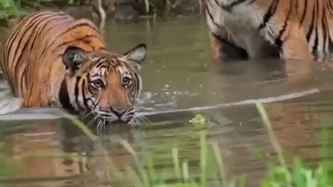 MOM TIGER WITH ITS CUB IN THE WATER