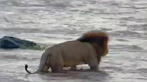 A Lion crosses Mara river In Kenya to go meet his brother on the other side of the river