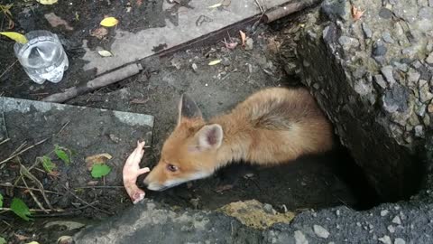 Feeding homeless scared little fox