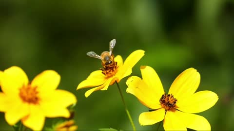 bee nectar from flowers