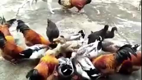 The Chicken VS The Dog Fight - A Funny Dog Fight Video