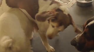 Dog on top of another dog while moving in circles