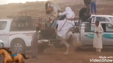 Horse jump in to a car