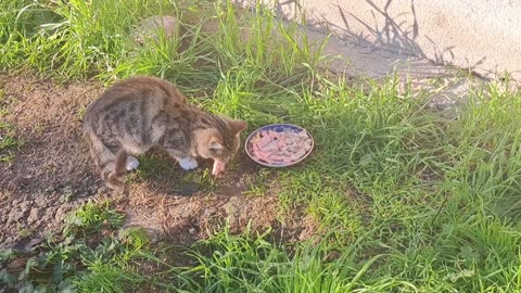 Cute kitten eats food. Curious kitten.