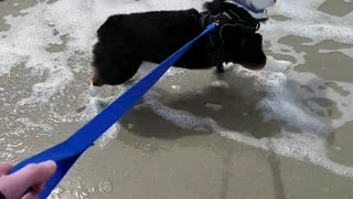 Corgi sees ocean for the first time