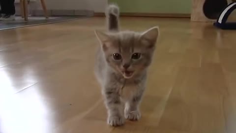 Cute Munchkin baby kitten talks to Much cat Funny videos😝