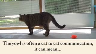 7 Cat Sounds And What They Mean