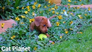 Cute Dog AUB