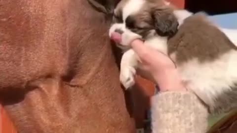 True friendship of puppy and horse