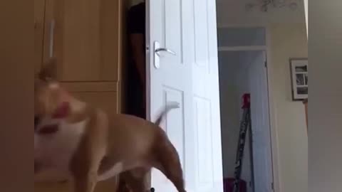 Dog and the owner play hide and seek