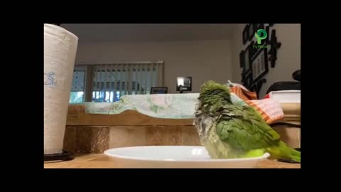 Parrot Videos Amazing and Funny and Entertaining