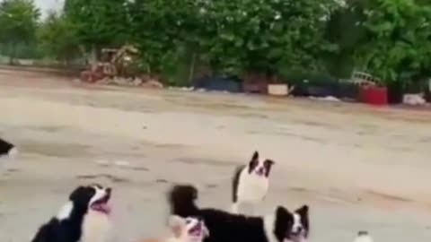 Dogs Playing With Balloon In Beach #dogs #funny #cats #cute #shorts