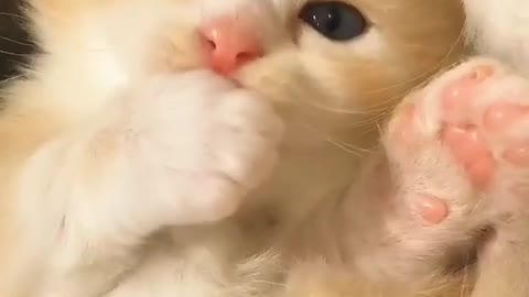 Funny Cats and Kittens Meowing Compilation 2021