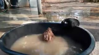 Cute Cub Plays in the Pool