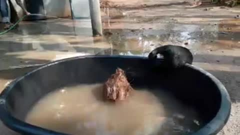 Cute Cub Plays in the Pool