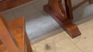 Trapped Frog Takes Container Away