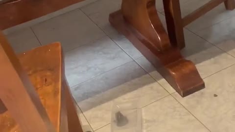 Trapped Frog Takes Container Away