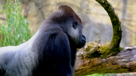 Gorilla Ape Silverback Furry Powerful Zoo Animal