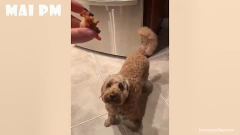 Life with DOGS is FULL OF LAUGH - Ultra Funny Dog Videos