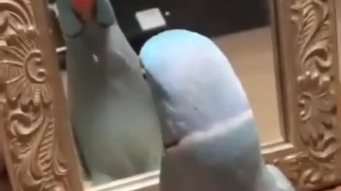 This Parrot Just Fell in Love With Itself #shorts #viral #shortsvideo #video