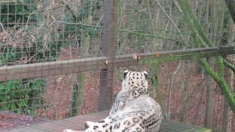 A Snow Leopard Lying Down in an Enclosure