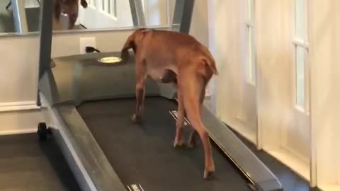 Athletic Doggy Runs On The Treadmill