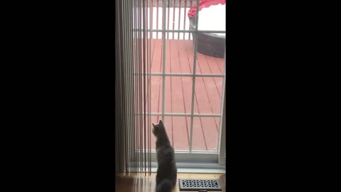 Squirrel gets scared of cat